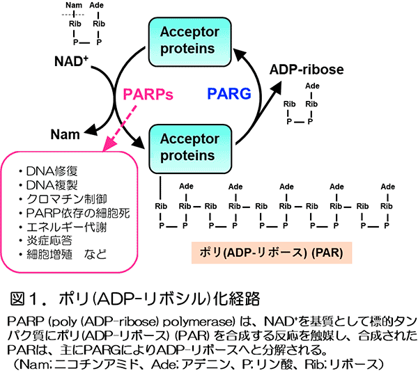 図1. ポリ（ADP-リボシル）化経路