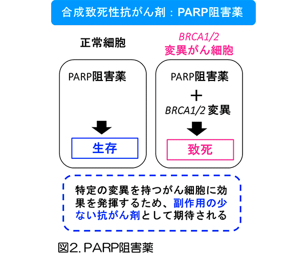 図2. PARP阻害薬